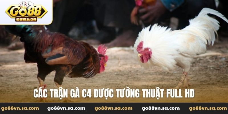 Đá gà trực tiếp C4 - Trải nghiệm đá gà phong cách tại Go88 - Nudosi