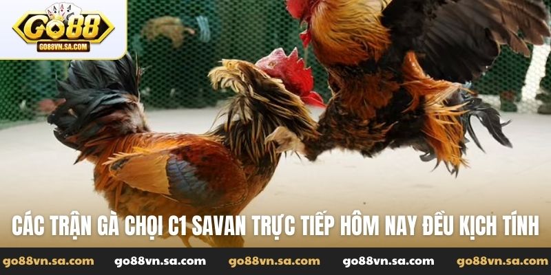 Gà chọi C1 Savan trực tiếp hôm nay - Xem live tại Go88 - Nudosi