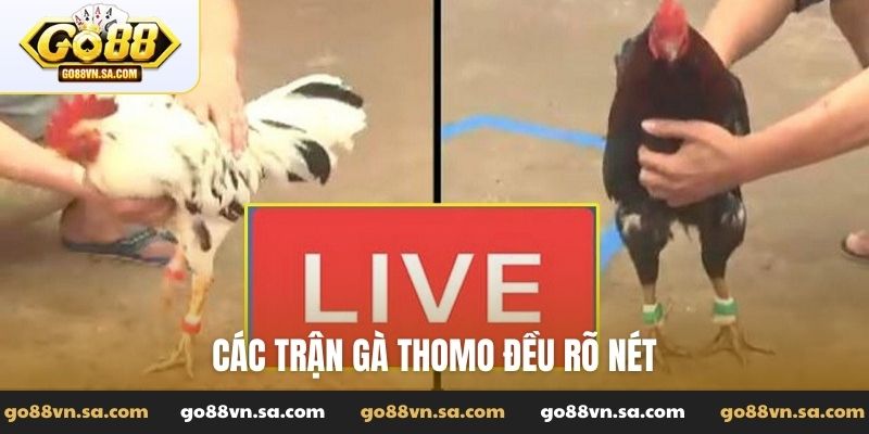 Trực tiếp đá gà Thomo hôm nay - Xem trận đá gà Full HD - Nudosi