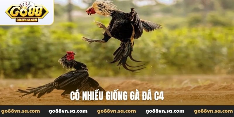 Đá gà trực tiếp C4 - Trải nghiệm đá gà phong cách tại Go88 - Nudosi