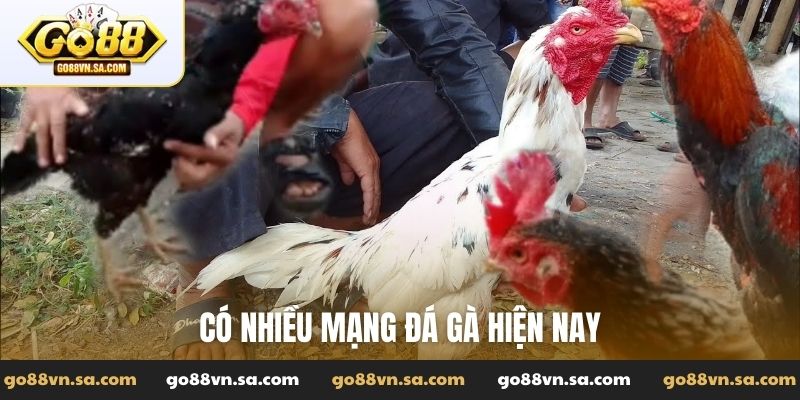 Xem màu mạng gà đá hôm nay - Cách chọn lựa để chiến thắng - Nudosi