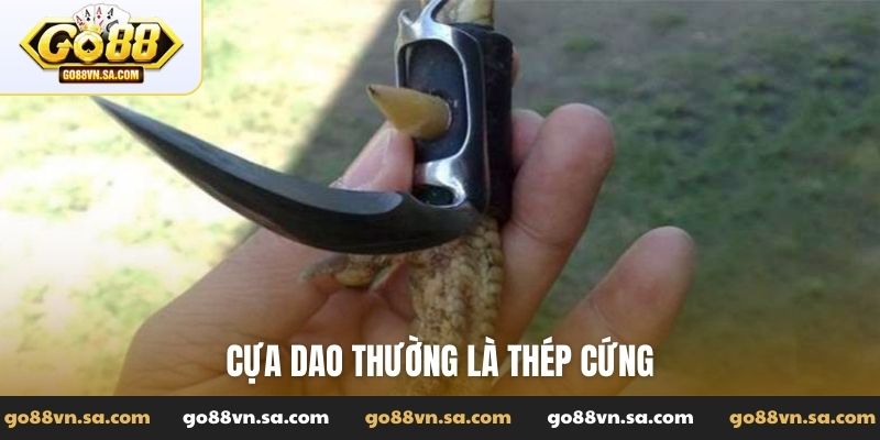 Đá gà cựa dao - Các giống gà dùng cựa dao hiệu quả - Nudosi