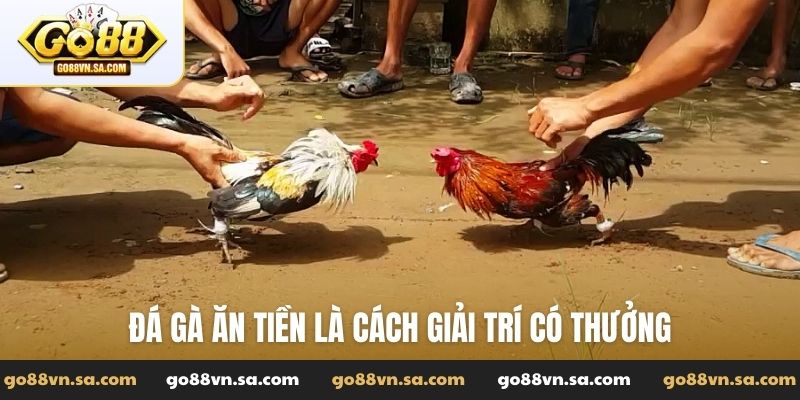 Đá gà ăn tiền là gì? Cách tham gia cá cược đá gà ăn tiền - Nudosi