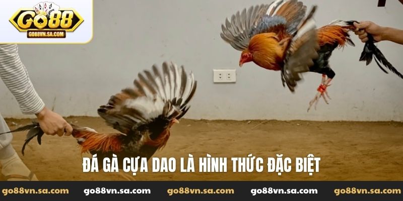 Đá gà cựa dao - Các giống gà dùng cựa dao hiệu quả - Nudosi