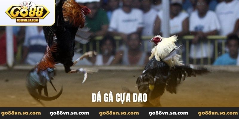 Đá Gà Go88: Tường thuật các trận đấu đỉnh cao, kiến thức hay - Nudosi