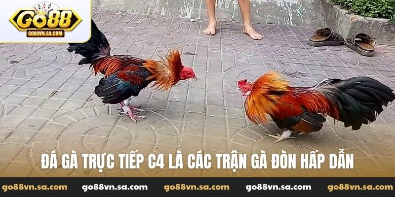Đá gà trực tiếp C4 - Trải nghiệm đá gà phong cách tại Go88 - Nudosi