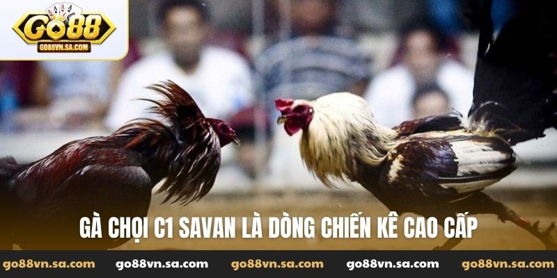 Gà chọi C1 Savan trực tiếp hôm nay - Xem live tại Go88 - Nudosi