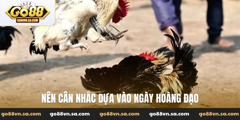 Xem lịch đá gà theo ngày - Bí mật thắng lớn liên tiếp - Nudosi