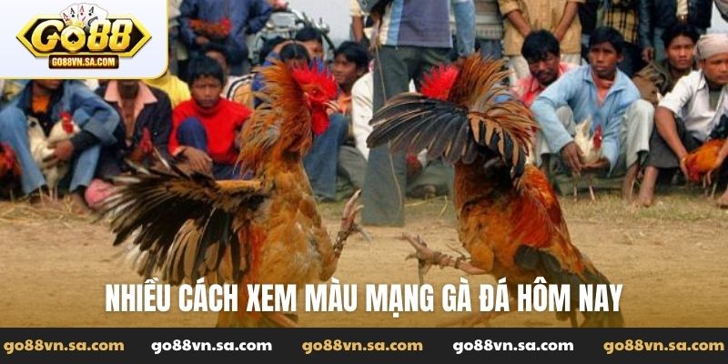 Xem màu mạng gà đá hôm nay - Cách chọn lựa để chiến thắng - Nudosi