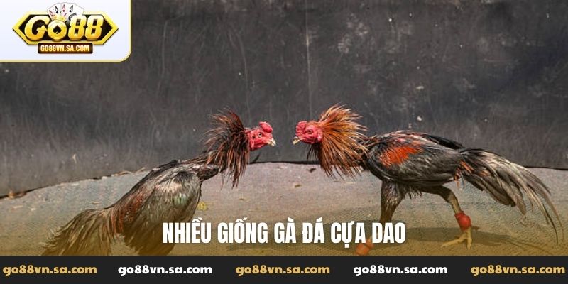 Đá gà cựa dao - Các giống gà dùng cựa dao hiệu quả - Nudosi