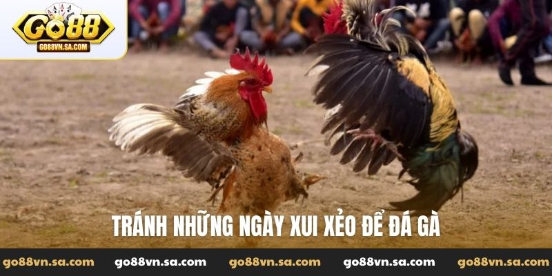 Xem lịch đá gà theo ngày - Bí mật thắng lớn liên tiếp - Nudosi