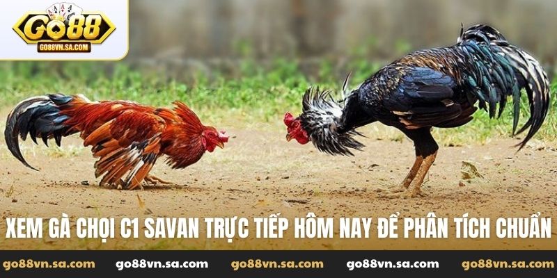 Gà chọi C1 Savan trực tiếp hôm nay - Xem live tại Go88 - Nudosi