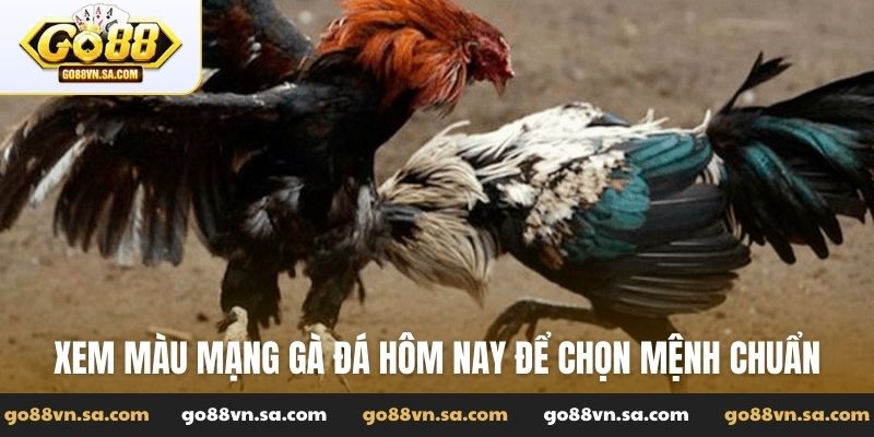 Xem màu mạng gà đá hôm nay - Cách chọn lựa để chiến thắng - Nudosi