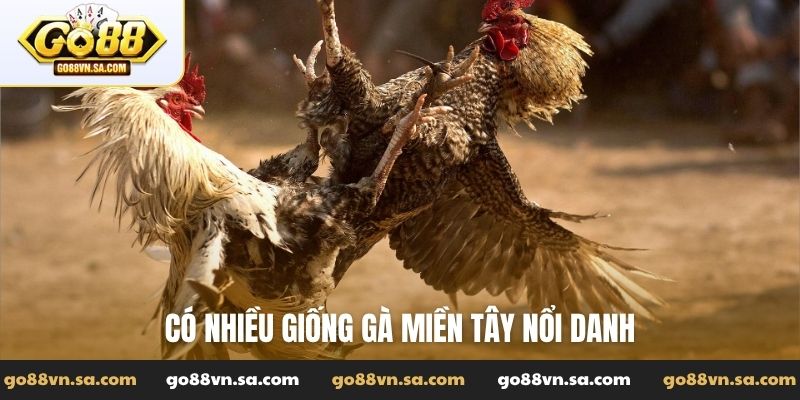 Đá gà miền Tây - Hùng kê tranh tài nảy lửa miền sông nước - Nudosi