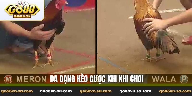 Gà đá casino - Đặt kèo cược đỉnh với các trận chiến nảy lửa - Nudosi