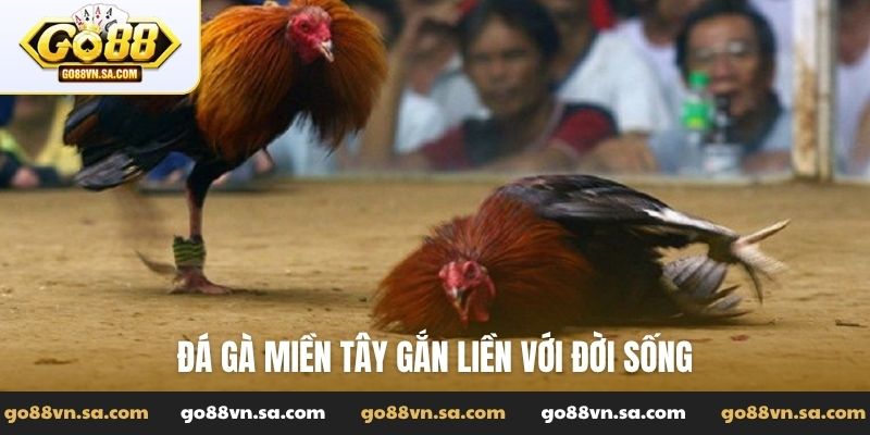 Đá gà miền Tây - Hùng kê tranh tài nảy lửa miền sông nước - Nudosi