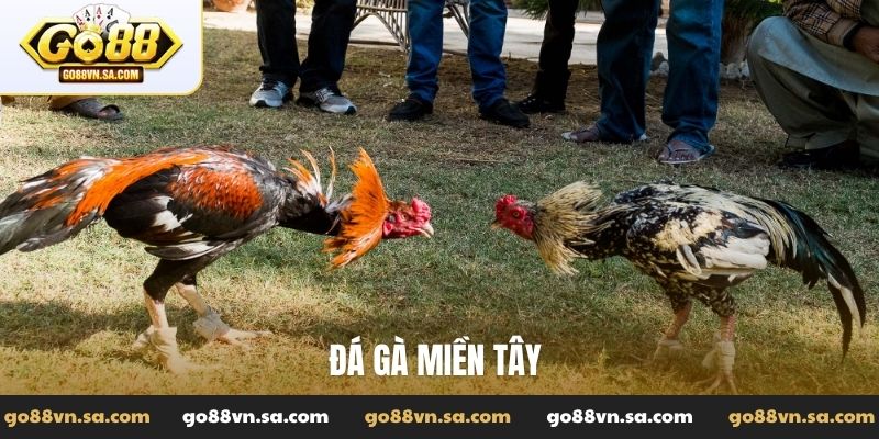 Đá Gà Go88: Tường thuật các trận đấu đỉnh cao, kiến thức hay - Nudosi