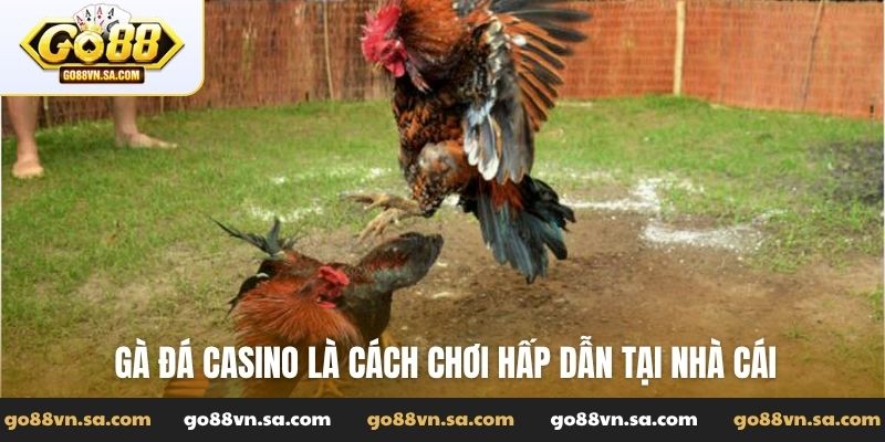 Gà đá casino - Đặt kèo cược đỉnh với các trận chiến nảy lửa - Nudosi
