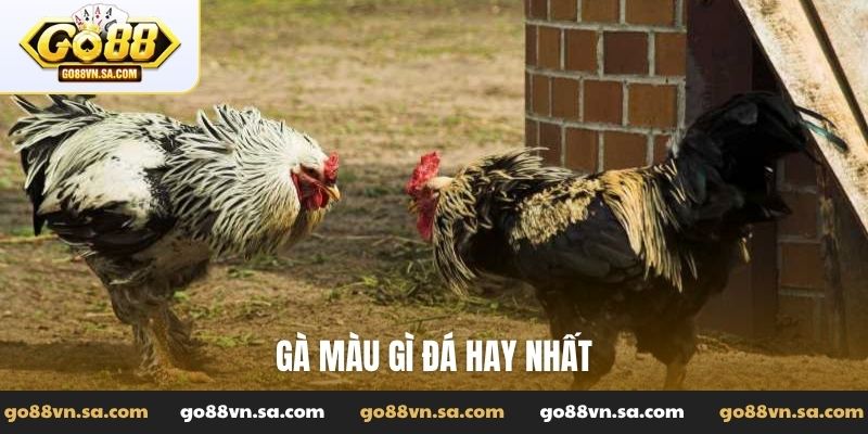 Đá Gà Go88: Tường thuật các trận đấu đỉnh cao, kiến thức hay - Nudosi