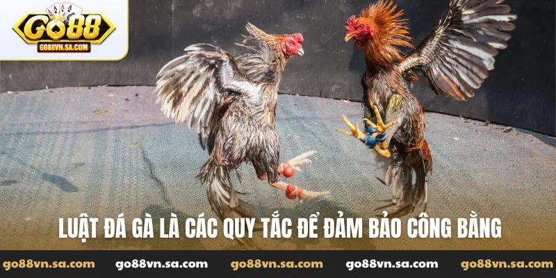 Luật đá gà và những quy tắc vàng để chơi đúng chuẩn - Nudosi