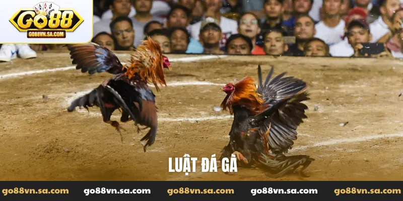 Đá Gà Go88: Tường thuật các trận đấu đỉnh cao, kiến thức hay - Nudosi