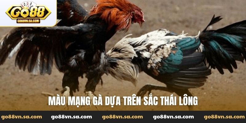 Gà màu gì đá hay nhất và bí thuật chọn chiến kê bất bại - Nudosi
