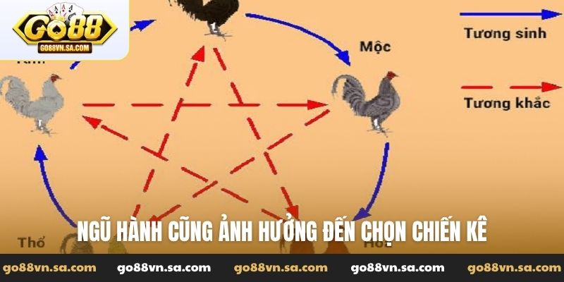 Gà màu gì đá hay nhất và bí thuật chọn chiến kê bất bại - Nudosi