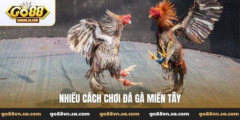 Đá gà miền Tây - Hùng kê tranh tài nảy lửa miền sông nước - Nudosi