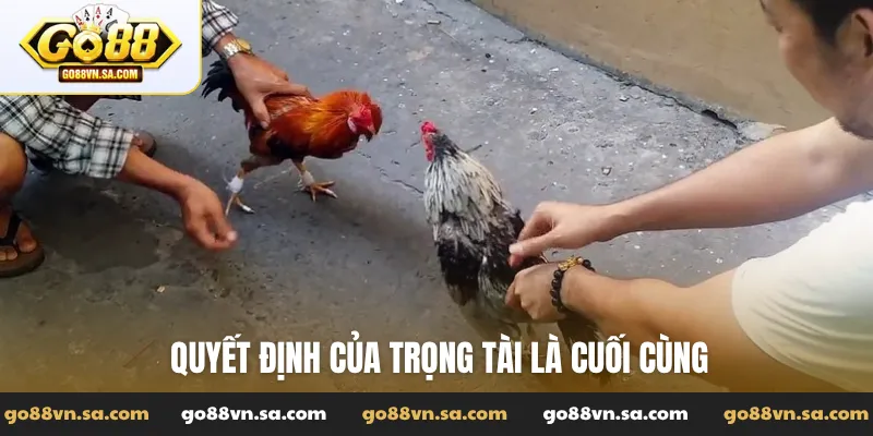 Luật đá gà và những quy tắc vàng để chơi đúng chuẩn - Nudosi