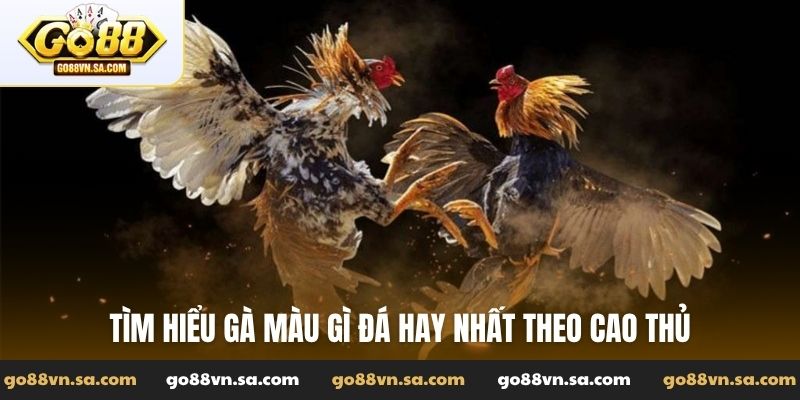Gà màu gì đá hay nhất và bí thuật chọn chiến kê bất bại - Nudosi