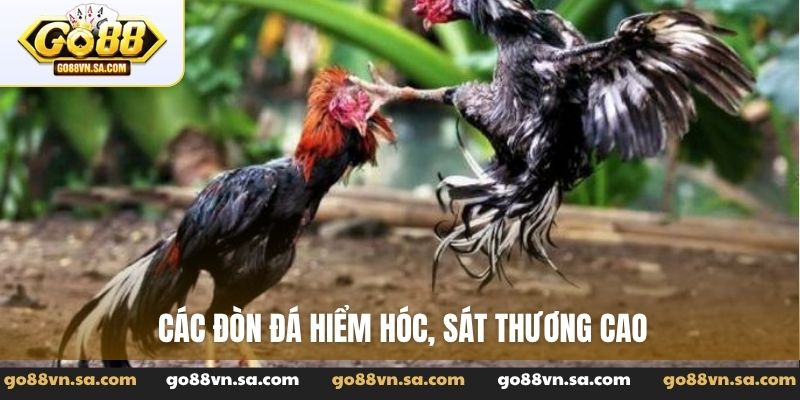 Gà đá đòn - Tuyệt kỹ sức mạnh với lối đánh uy phong lẫm liệt - Nudosi