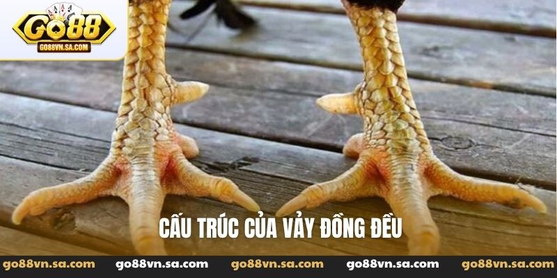 Vảy gà ngũ quỷ - Tuyệt phẩm linh kê dị tướng trong giới - Nudosi