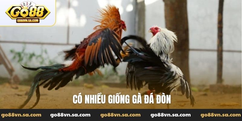 Gà đá đòn - Tuyệt kỹ sức mạnh với lối đánh uy phong lẫm liệt - Nudosi