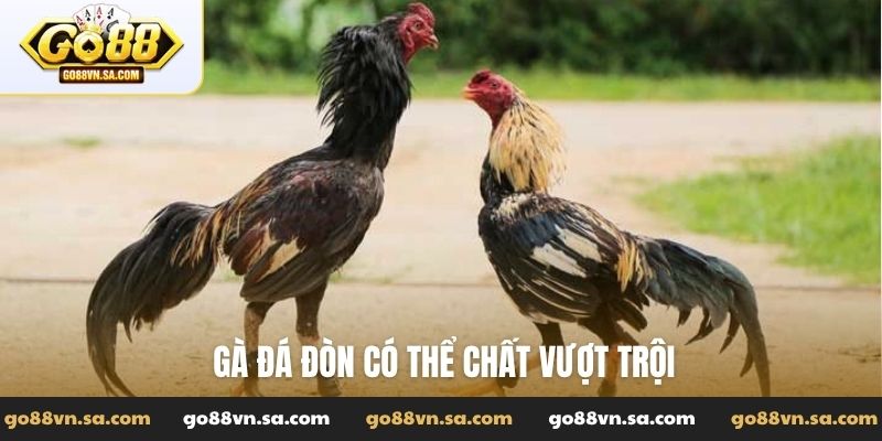 Gà đá đòn - Tuyệt kỹ sức mạnh với lối đánh uy phong lẫm liệt - Nudosi