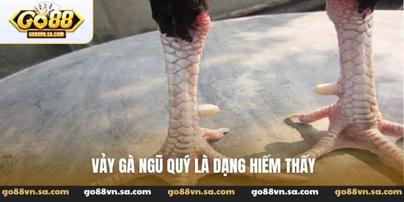Vảy gà ngũ quỷ - Tuyệt phẩm linh kê dị tướng trong giới - Nudosi