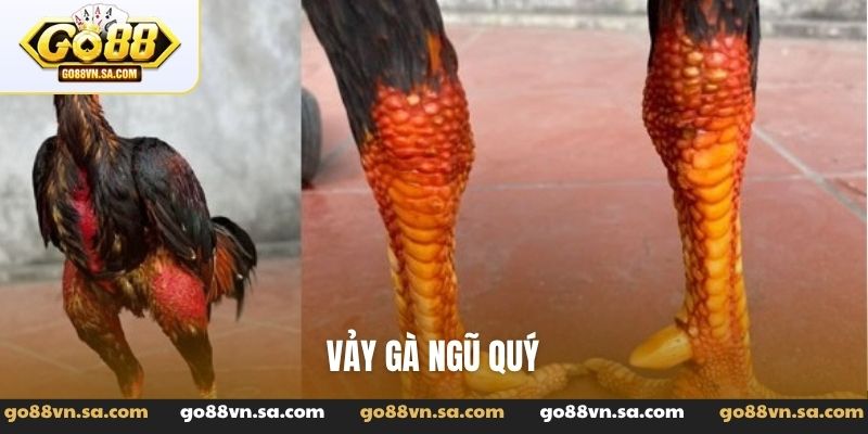 Đá Gà Go88: Tường thuật các trận đấu đỉnh cao, kiến thức hay - Nudosi
