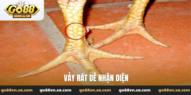 Vảy gà ngũ quỷ - Tuyệt phẩm linh kê dị tướng trong giới - Nudosi